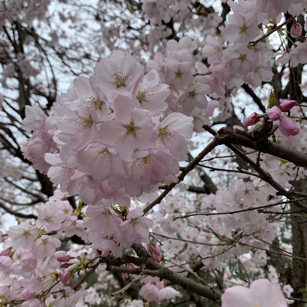 Meet your Posher, Lila